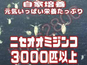 クール便発送！自家培養の元気いっぱい栄養たっぷりのニセオオミジンコ約３０００匹以上　観賞魚等の餌に