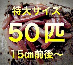 【 火水金土日のみ発送】 50匹　ドバミミズ ミミズ　天然　エサ　生き餌　釣り餌　 