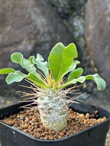 Pachypodium namaquanum 光堂　 実生