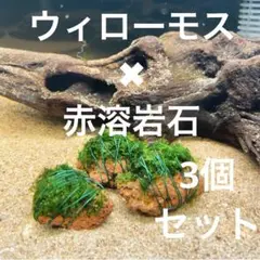 【癒しのフサフサ】ウィローモス✖︎赤溶岩石（3cm）✖︎3個