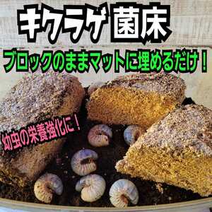 カブトムシ幼虫の栄養強化に抜群！キクラゲ菌床ブロック　マットに埋め込むだけで幼虫が潜り込みモリモリ食べます！　クワガタ産卵床にも