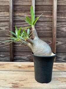 【1円スタート 】最落無し 発根済み パキポディウム グラキリス Pachypodium 現地球 出葉済み 現地株 希少 輸入 塊根　ミニラン鉢3号