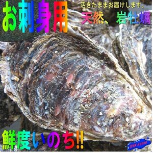 生食用「天然、岩牡蠣L-5kg」-20個以内で5kg-活きたままお届けします!!