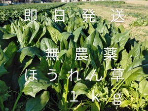 茨城産無農薬規格外ほうれん草１kg