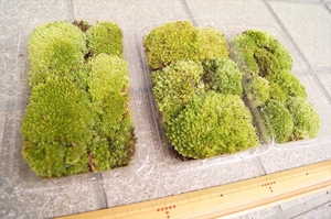 ■京都産 ホソバオキナゴケ ヤマゴケ / 苔栽培 苔玉 コケリウム テラリウム アクアリウム 苔盆栽 管UB06