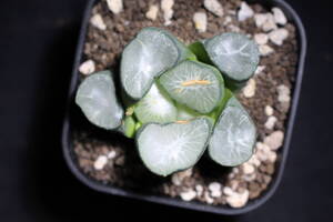 Haworthia maughanii　