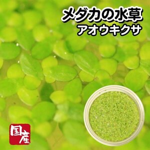 【送料全国一律385円】メダカの水草【アオウキクサ 2カップ】金魚にも めだか ミジンコ おとひめ 水草 同梱包可能 生クロレラ同梱不可