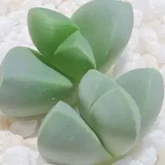 W サービス品！　多肉植物　レーマニー　2カットセット♡