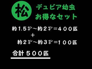 【マルマツファーム 〈養虫園〉】　合計５００匹　(約１.５㌢～約２㌢＝４００匹 ＋ 約２㌢～約３㌢＝１００匹 )　デュビア 幼虫