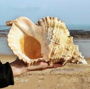 X833☆新品巻貝 貝殻 法螺貝 貝 海 飾 約21-22cm ビッグ り オーナメント おしゃれ クリエイティブ インテリア オブジェ 小物 巻貝