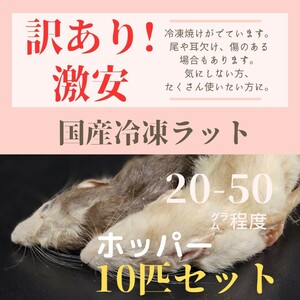 訳あり激安！　国産冷凍ラット　ホッパーサイズ　約20-50g　10匹セット