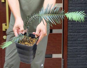 【現品】ジュラシックツリー(Jurassic Tree)　５号　Ｂ９番