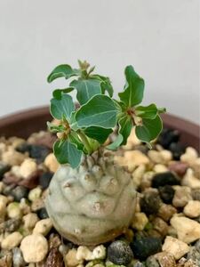 特選 塊根植物 Euphorbia globulicaulis　ユーフォルビア・グロブリカウリス　ソマリア原産　コーデックス 稀少極小種5粒