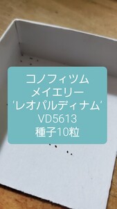 コノフィツム　メイエリー ‘レオパルディナム’ VD5613 種子10粒