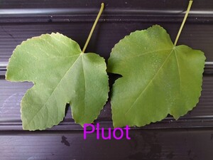 いちじく穂木　Pluot　2