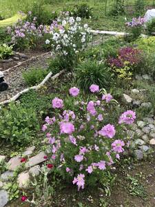 ムスクマロー　種　ピンク　宿根草　可愛い　花殻約10個　北海道より