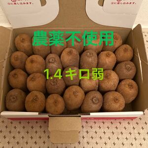 岐阜県産　1.4キロ弱　農薬不使用　キウイフルーツ　ヘイワード　グリーンキウイ　国産　緑色　無肥料　無農薬