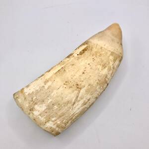 蘇や(HaY394)　抹香鯨　歯　マッコウクジラ　骨董　天然素材　中古品　コンパクトサイズ