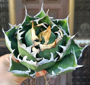 ゴリ鬼爪ボール大　現品 チタノタ　 検（agave FO　076 チタノータ　アガベ　白鯨 ホリダ　パープソラム　氷山 ピンキー　好きにも