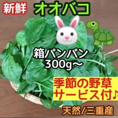 オオバコ 新鮮 箱パンパン300g+季節野草サービス♪ ウサギ リクガメ他 三重