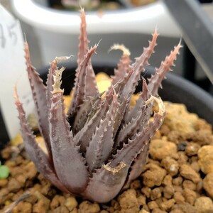 多肉植物 ハオルチア Haworthia chloracantha v.subglauca Haworthiopsis ハオルチオプシス