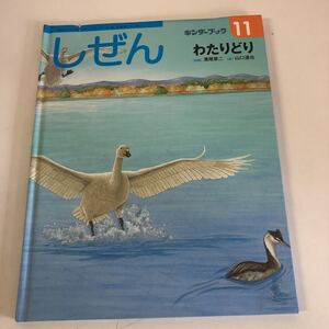 Y31-129しぜん わたりどり11 第43集第8号 キンダーブック 2014年11月号 フレーベル館 裏書あり 濱尾章ニ 山口 達也