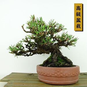 盆栽 松 黒松 樹高 約15cm くろまつ 高級盆栽 Pinus thunbergii クロマツ マツ科 常緑針葉樹 観賞用 小品 現品