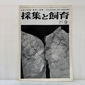 採集と飼育 1967年9月号★新型のイチョウ類化石/古生物カメラ/韓国小白山脈の淡水産プラナリア/生物の知識・観察と実験/動植物