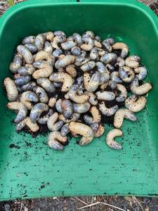 カブトムシ　国産　幼虫　25匹セット　送料無料　総数50匹　長野県産　天然カブトムシ　今季最終です