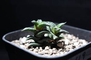 ニグラ　変種　プシラ　Haworthia　ハオルチア　硬葉