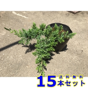 コニファー　ブルーパシフィック (常緑樹　低木) 15.0ｐ 15本 グランドカバー　下草　雑草予防