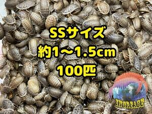 デュビア約1〜1.5cm 100匹+10%