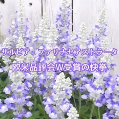 【花の種】サルビア☆ファリナセアストラータ 種子 約30粒！ 宿根草 切花