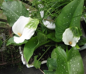 ☆斑入りカラー　1鉢分　鉢植え　地植え　観葉植・