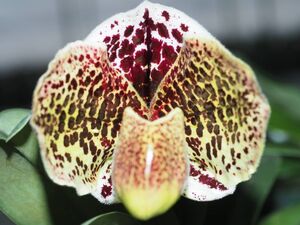 【北軽ガーデン】＊パフィオ＊Paph.Hobo Jungle x bellatulum＊整形ブラキ最新交配＊斬新な花が咲いています＊当園のオリジナル品種＊