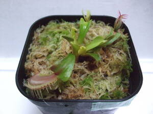 ハエトリソウ 花芽付き Dionaea muscipula 食虫植物 C