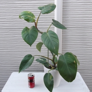 現物出品【フィロデンドロン・ホワイトプリンセス＊Philodendron White Princess】５号　