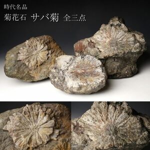 【LIG】時代名品 菊花石 サバ菊 全三点 24㎝ 総重量13.6kg 鑑賞石 盆石 古美術品 コレクター収蔵品 [.WO]23.6