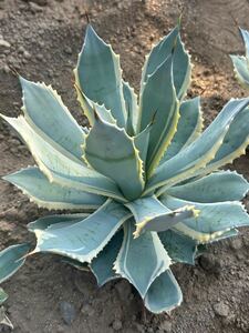 Agave potatorum marginata “White edge” アガベ　ポタトラム ホワイト エッジ