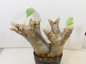 5236 「塊根植物」パキポディウム エニグマティクム 植え【発根・Pachypodium enigmaticum・多肉植物】