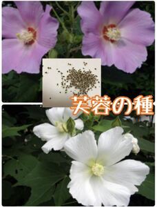 芙蓉の種50粒(フヨウのタネ植物ガーデニング種子自家採取