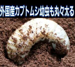 オオヒラタケ菌床天然発酵カブトムシマット(300L)自然界のバクテリアのみで完成しました！　天然に近い環境で幼虫を飼育したい方にお薦め！