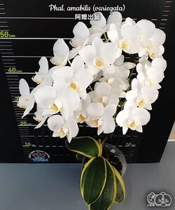 Y396「斑入り」Phalaenopsis amabilis (variegata)【10/18輸入・台湾・洋蘭・ファレノプシス (Phal.)・アマビリス・胡蝶蘭】