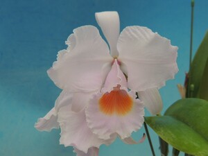 T♪洋蘭　Cattleya schroederae `Yuuga