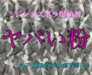 生クロレラ等不要【華めだか大阪】ミジンコズボラ爆殖剤 ヤバい粉 3発★タマミジンコタイリクミジンコオオミジンコの繁殖,めだか育成に♪