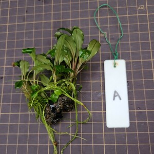 【A】【yuryoreina】◎送料込◎ブセファランドラsp.ハデス(Bucephalandra.sp Hades.)　1株