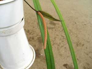 ＫＮ　アンスリューム(ベニウチワ属）　ビッタリフォリューム（ANTHURIUM VITTARIFOLIUM）　　1.2Ｍ以下