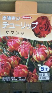 原種 希少 チューリップ サマンサ １袋 球根 サカタのタネ 郵便は送料無料 チュウリップ