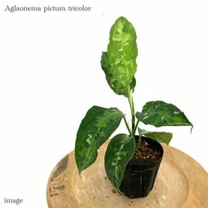 アグラオネマ ピクタム トリカラー (Aglaonema pictum tricolor)