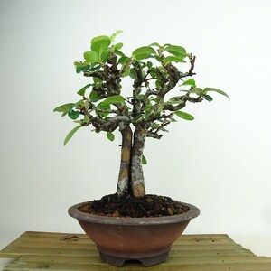 盆栽 花梨 樹高 約20cm かりん Pseudocydonia sinensis カリン バラ科 落葉樹 観賞用 小品 現品